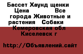 Бассет Хаунд щенки › Цена ­ 20 000 - Все города Животные и растения » Собаки   . Кемеровская обл.,Киселевск г.